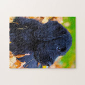 Labradoodle Dog. Legpuzzel (Horizontaal)