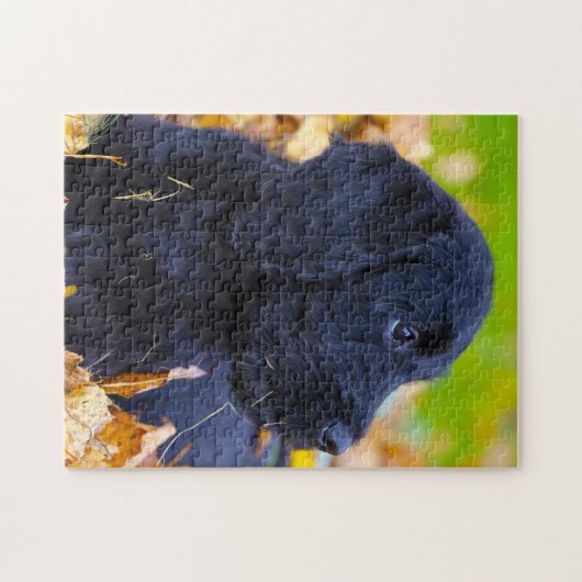 Labradoodle Dog. Legpuzzel (Horizontaal)