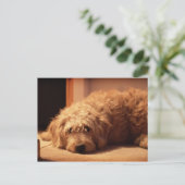 Labradoodle Dog ziet er droevig uit Briefkaart (Staand voorkant)