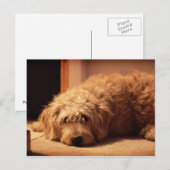 Labradoodle Dog ziet er droevig uit Briefkaart (Voorkant / Achterkant)