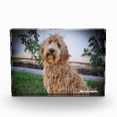 Labradoodle hond. fotoblokken (Voorkant)