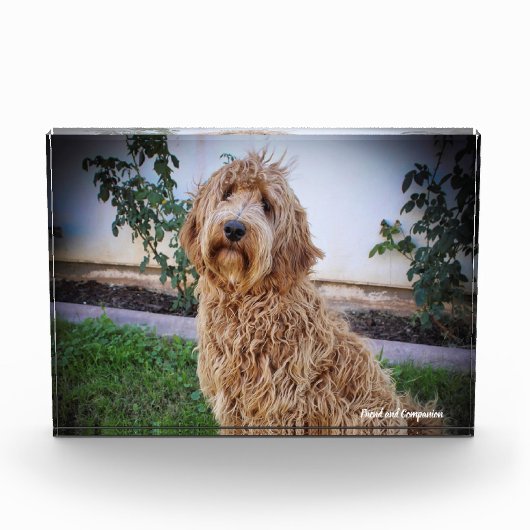Labradoodle hond. fotoblokken (Voorkant)