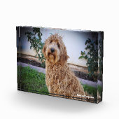 Labradoodle hond. fotoblokken (Rechts)
