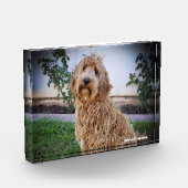 Labradoodle hond. fotoblokken (Links)