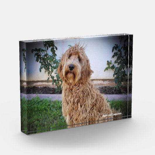 Labradoodle hond. fotoblokken (Links)