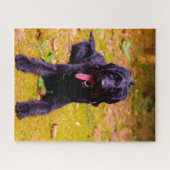 Labradoodle hond. legpuzzel (Horizontaal)