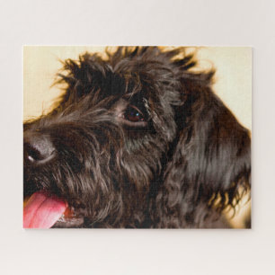Labradoodle hond. legpuzzel
