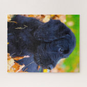 Labradoodle hond. legpuzzel (Horizontaal)