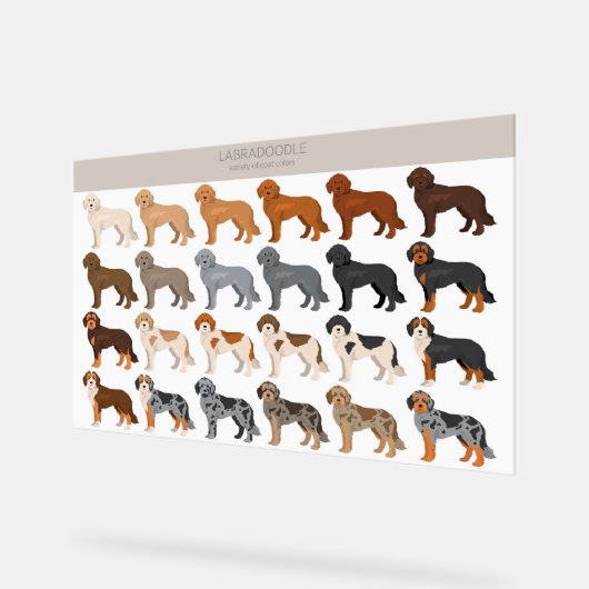 Labradoodle hond mix acryl bord (Hoek)