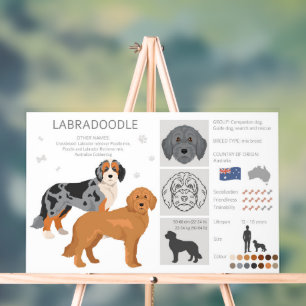 Labradoodle hondenmix acryl bord