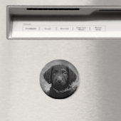 Labradoodle in B&W Badge Magneet (Insitu (Vaatwasser))