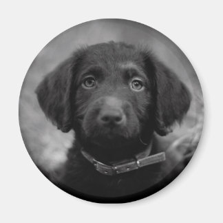 Labradoodle in B&W Badge Magneet