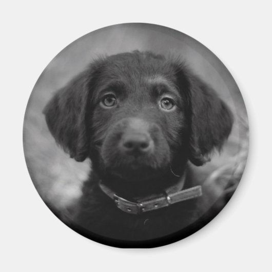 Labradoodle in B&W Badge Magneet (Voorkant)