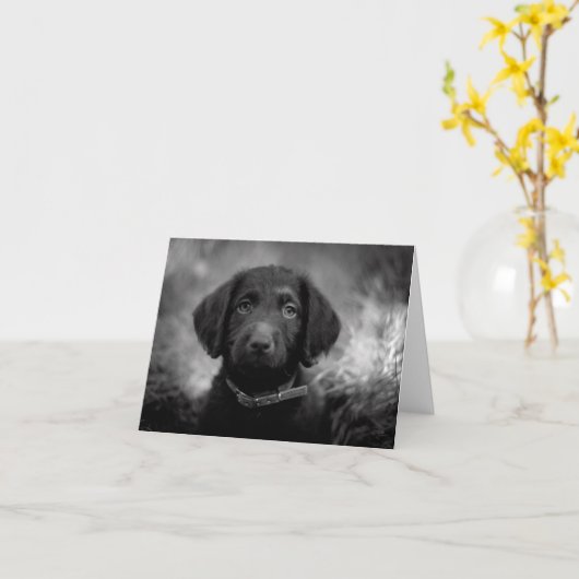 Labradoodle in B&W Notecard Kaart (Gele Bloem)