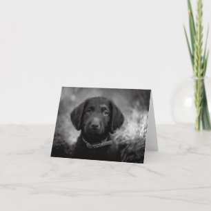 Labradoodle in B&W Notecard Kaart