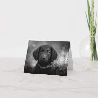 Labradoodle in B&W Notecard Kaart