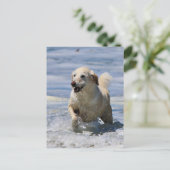 Labradoodle - Izzy Briefkaart (Staand voorkant)