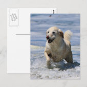 Labradoodle - Izzy Briefkaart (Voorkant / Achterkant)