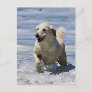 Labradoodle - Izzy Briefkaart