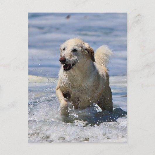 Labradoodle - Izzy Briefkaart (Voorkant)