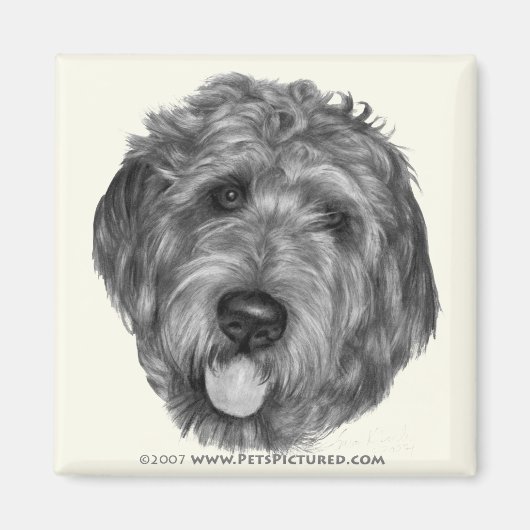 Labradoodle Magneet (Voorkant)