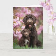 Labradoodle Moeder Moederdag Liefde