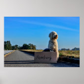 Labradoodle Poster (Voorkant)