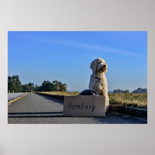 Labradoodle Poster (Voorkant)