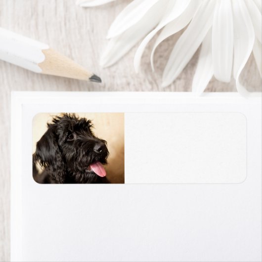 Labradoodle Return Address Label (Insitu)