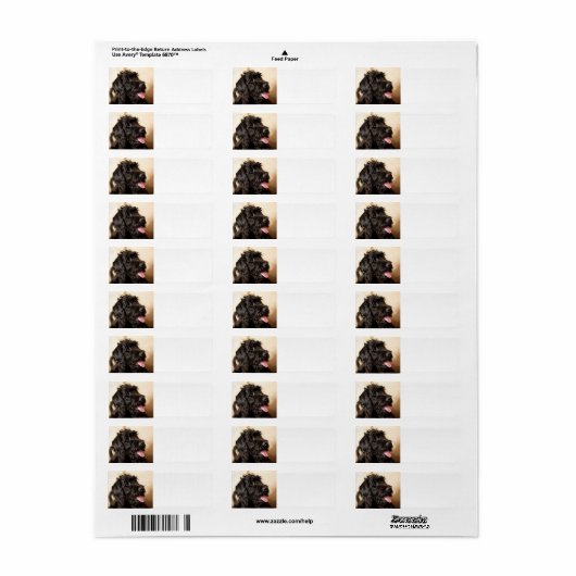 Labradoodle Return Address Label (Full Sheet)