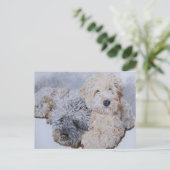Labradoodles Two Post Cards Briefkaart (Staand voorkant)