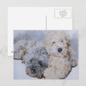 Labradoodles Two Post Cards Briefkaart (Voorkant / Achterkant)