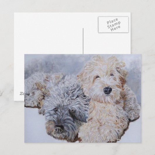 Labradoodles Two Post Cards Briefkaart (Voorkant / Achterkant)