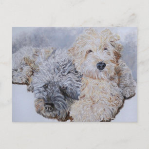 Labradoodles Two Post Cards Briefkaart