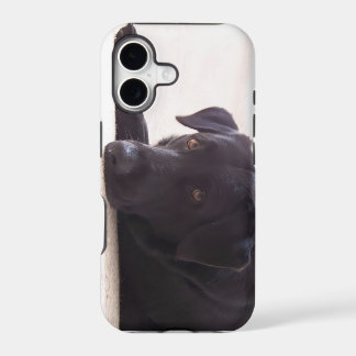 labrador