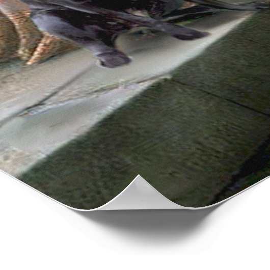 Labrador 4 (zwart) - De colade Poster (Hoek)