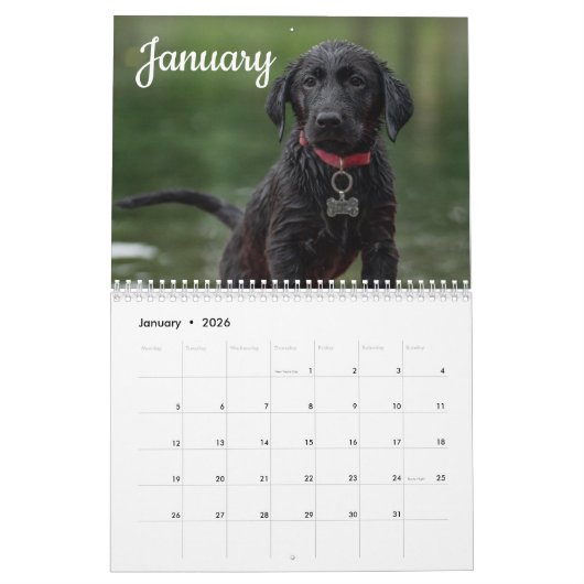 Labrador Aangepaste Jaar Kalender (Jan 2026)