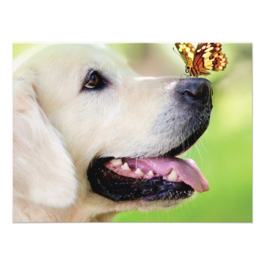 Labrador And Butterfly Throw Pillow Foto Afdruk (Voorkant)