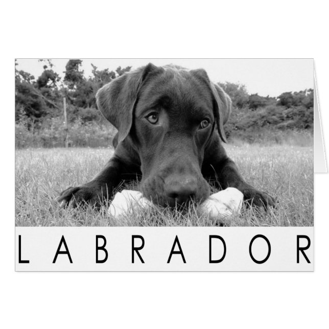Labrador B&W (Voorkant Horizontaal)
