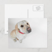 labrador briefkaart (Voorkant / Achterkant)