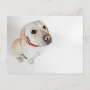 labrador briefkaart