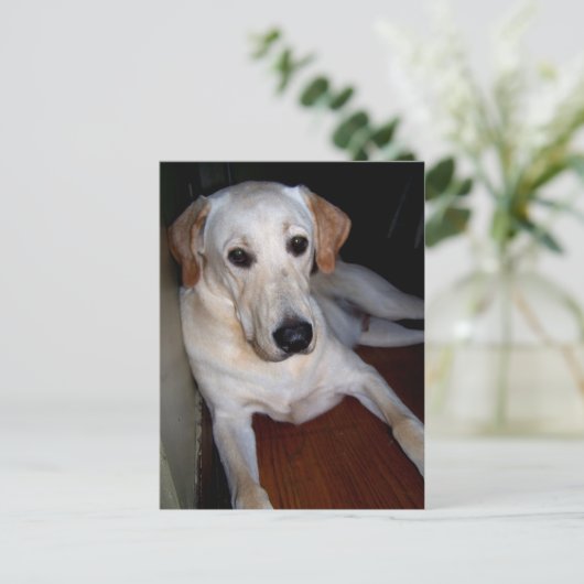 labrador briefkaart (Staand voorkant)