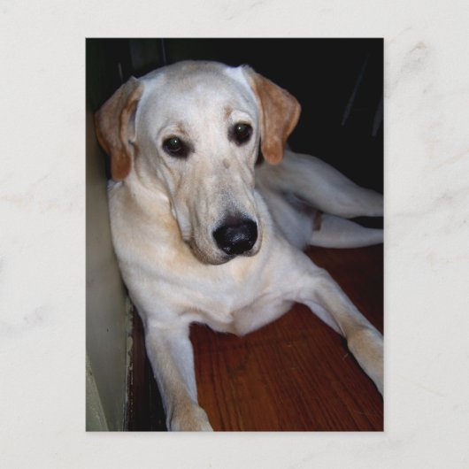 labrador briefkaart (Voorkant)