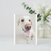 labrador briefkaart (Staand voorkant)