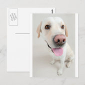 labrador briefkaart (Voorkant / Achterkant)