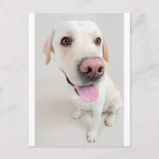 labrador briefkaart
