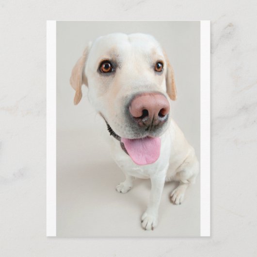 labrador briefkaart (Voorkant)