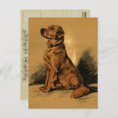  labrador briefkaart (Voorkant / Achterkant)