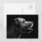 labrador briefkaart (Voorkant / Achterkant)