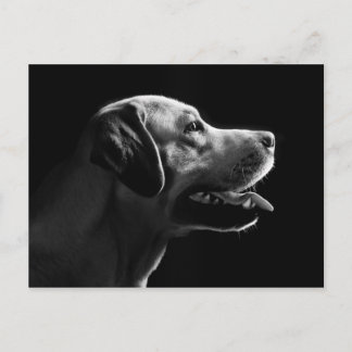 labrador briefkaart